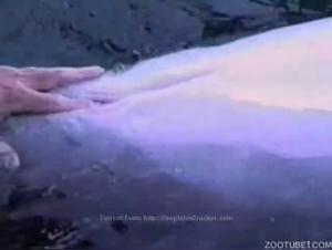 Bestiality and Extreme Sex Video