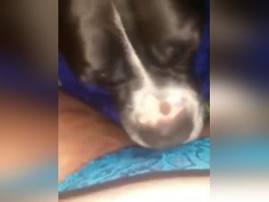 Bestiality video: discover the extreme