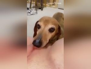 Hard sex scene with dog in a bestiality video