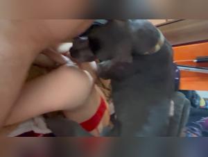 Baise canine sauvage et sans répit