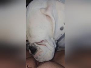 Sexy cagnolina troia succhia il suo cane n. 8 - porno con animali