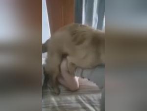 Seduccion salvaje: cuando el perro controla a la mujer