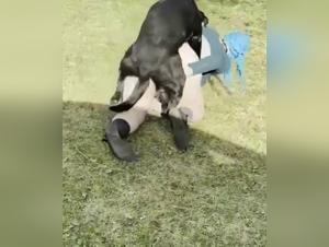Animal satisfaction: fetid fuck and limitless enjoyment with milf and his dog