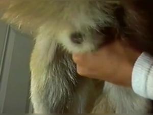 Bestiality Video: An Extreme Experience