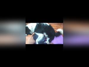 bestialzoo dog fucking girl