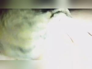 Sex videos with animals: a Brazilian woman and a dog