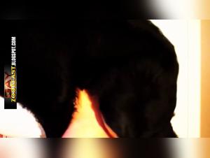 Exploration of Fantasies in Bestiality