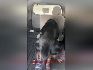 Extreme Sensual Experiences: When the Animal Drive Takes Power