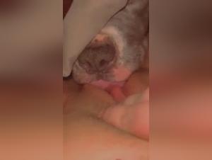 Sex video with a dog: an intense experience