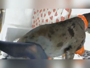 Extreme bestiality scenes with Maya and a dog