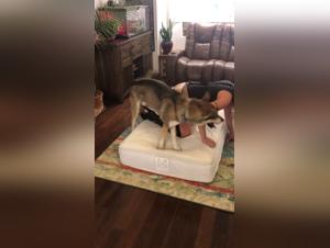 Explore our collection of Dog sex videos