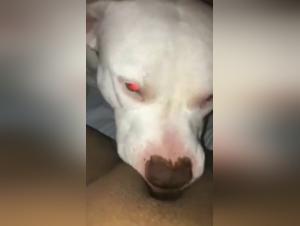 dog fucks girl extreme