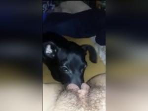 Exploring the Taboo World of Bestiality and Extreme Fetishes