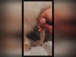 Extreme Bestiality Scene with a Dog