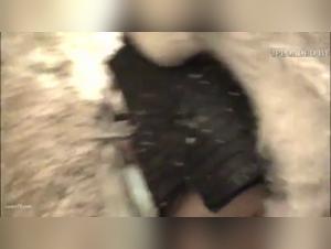 Experience zoophilia and bestiality with our hard content