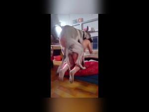 Esplora l'Abisso: Donne e Cani in un'orgia di sensualita