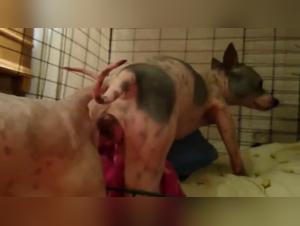 Realidad cruda: perro eyacula en mujer