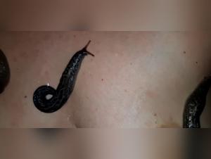 Zoophilia video: a story of sex with a dog