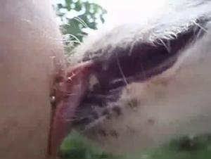 Dog Sex Video - Bestiality and Extreme Pleasure