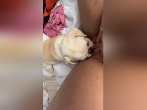 An Extreme Sexual Experience with a Dog