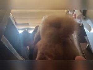 Doggy style and extreme pleasure: a woman and her dog