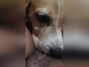 Watch this bitch who blows my puppy's dick and makes him get fucked in the butt. That's a real dogfuck!