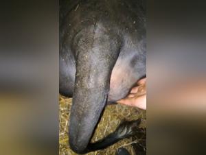 beastility animal porn