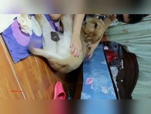 Extreme Bestiality: Shocking Videos