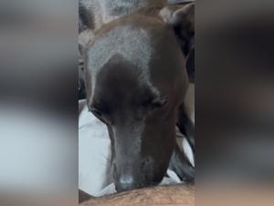 Violenza felina, sesso canino incontrollabile con sapna