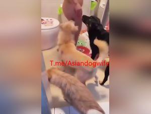 Cazzo sucido di cani giapponesi