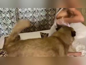 Lesbian pussy lesbian fuck dog xxx