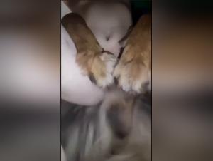 Dog Porn: Raw Revelations