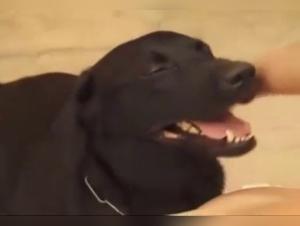 Brazillian Teen Fucks Dog, A Zoophilic Extreme Porn Video
