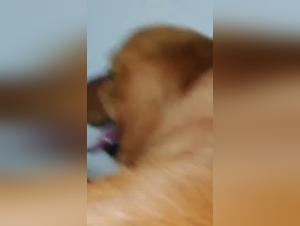 Discover our Zoophilia Videos Collection - 190 Animal Sex Clips