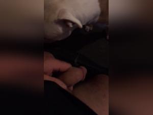 Vidéo de Sexe Bestialité: Un Homme et Son Grand Chien