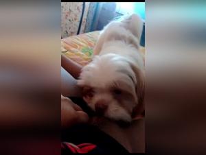 Scopri l'ossessione felina: ragazze e animali in un gioco di potere