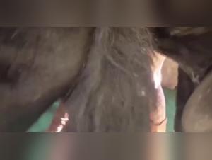 The Most Incredible Zoophilia Videos of the Season: Dogs fucking girls