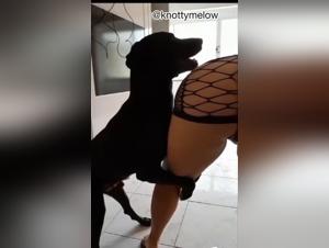 Canine Domination, Humiliating Submission: An Exploration of Bestiality