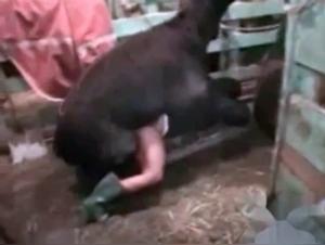 Bestiality video: woman gets fucked by a llama