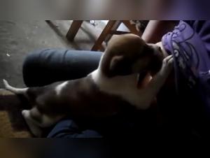 female teen fucking dog
