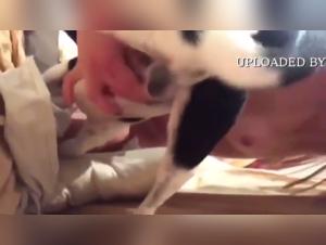 Dog Sex Video: An Exciting and Unique Experience