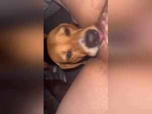 Arsch wird gnadenlos von einem großen dominanten Hund gefickt