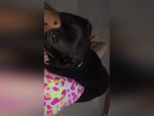 An Intimate and Passionate Connection: Bestiality Sex with a Dog