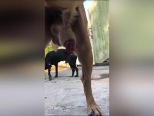 Bestiality sex video with Latina teen and dog