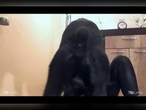 Bestiality Sex Videos with Ariel and her Four-Legged Friends