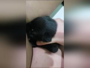 Discover the pleasures of zoophilia in this extreme sex video