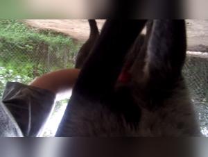 Ethics and Boundaries of 'Artzoo'