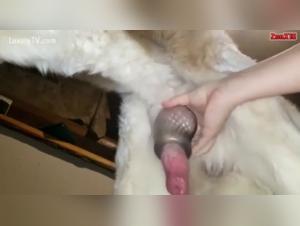 Bestiality Sex Video with a Dog