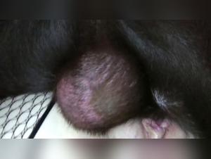 Denise Frazier gets a Hardcore Zoophilia session with her dog