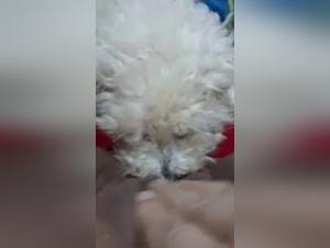 Woman and Dog: A Forbidden Meeting